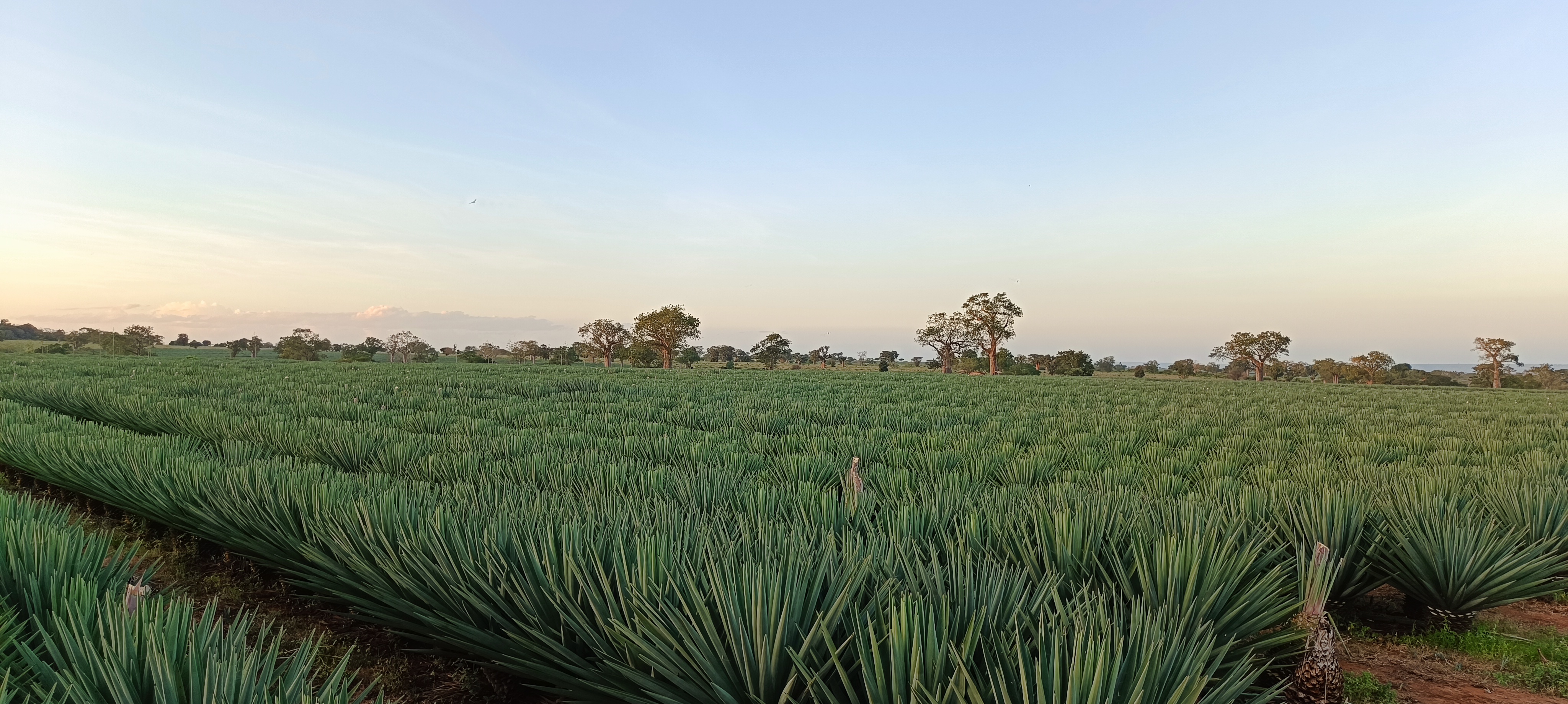 Drone flying over agricultural field